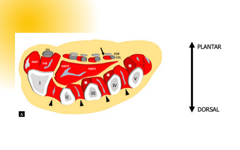 12. Musculatura intrinseca pie ecografia tempo formacion.png